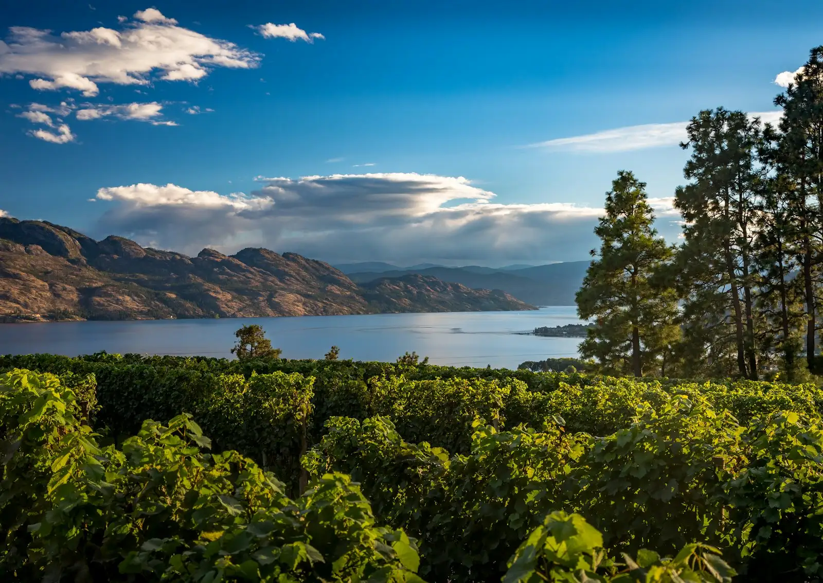 Okanagan Lake and orchards seen from a hillside